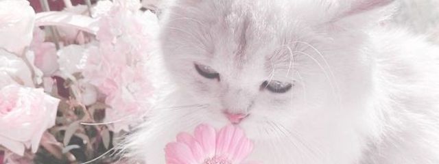 ︎︎ ︎︎ ︎︎ひめさんの壁紙画像
