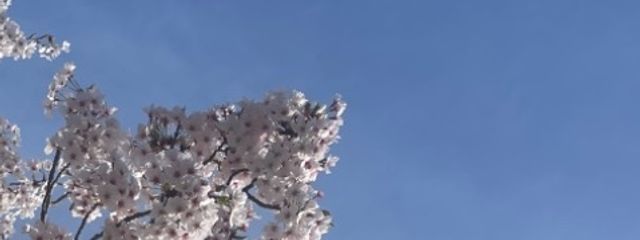 のりおさんの壁紙画像