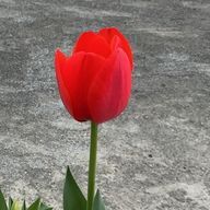 花さんのアイコン画像