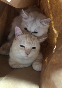 私の猫ちゃん(*ΦωΦ*)