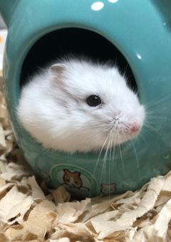 白いやつはなんなんだ(･д･｡)