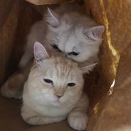 おひな様可愛すぎ！さんのアイコン画像