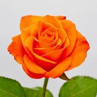 (^^)さんのアイコン画像