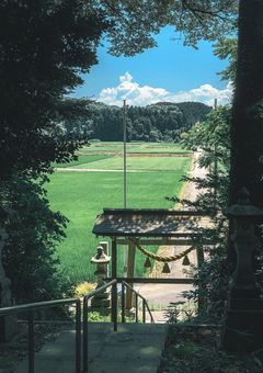 夏の思い出