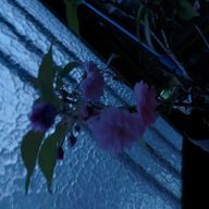 深上 藍さんのアイコン画像