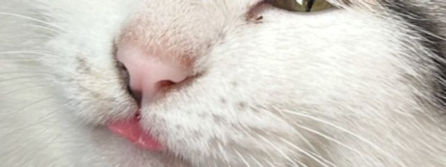 しまえながさんの壁紙画像