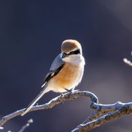 百舌鳥さんのアイコン画像