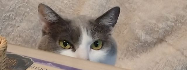 ころん(ﾉ˶>ᗜ​<˵)ﾉさんの壁紙画像