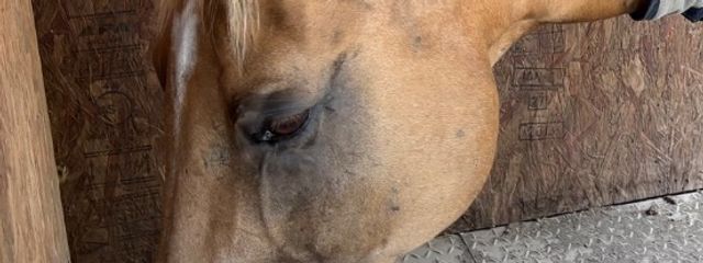 ランゾさんの壁紙画像