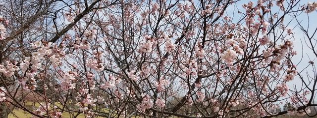 グラタンたっぷりさんの壁紙画像