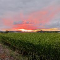 ソメイさんのアイコン画像