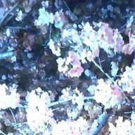 らぅ🌸さんのアイコン画像