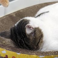 れんれんさんのアイコン画像