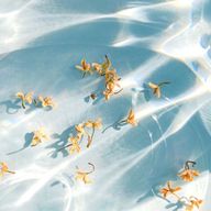 しあさんのアイコン画像