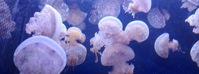 라아투🚬🎮さんの壁紙画像