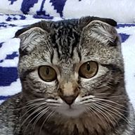 fuyuneさんのアイコン画像