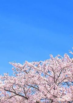 さくらが散るまでは。