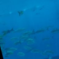 ほのかさんのアイコン画像