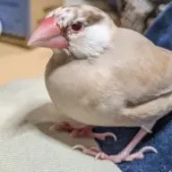 りんご🍎  ”(๑>∀<)o🍎さんのアイコン画像