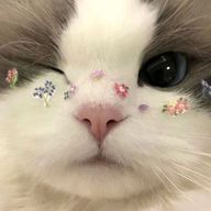 もか🍑さんのアイコン画像