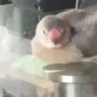 文鳥わさびʚ( •௰• ໒꒱· ﾟ彡さんのアイコン画像
