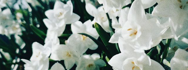 🌻さんの壁紙画像