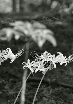 花が枯れたとき