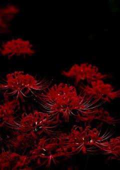 異界の鬼は弱すぎる