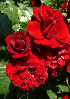 ツイステ参加型 募集期間 〜12月29日まで