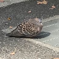 迷い込む者さんのアイコン画像