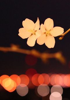 夜に咲く花