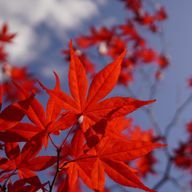 朱椛🍁🫖さんのアイコン画像