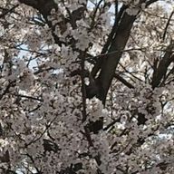 るまのぴ  活動休止中さんのアイコン画像