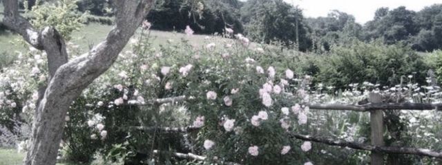 　胃袋さんの壁紙画像