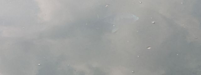 とまちさんの壁紙画像