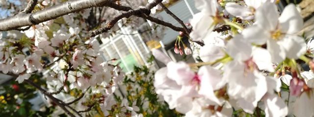 心祈奈愛桜 🌸 @ 引退済さんの壁紙画像