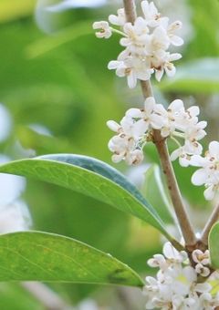星の花が降るころに