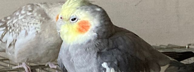 ayuさんの壁紙画像