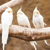 ayuさんのアイコン画像