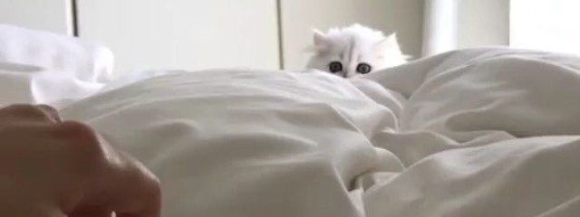 あにょん Anyonさんの壁紙画像