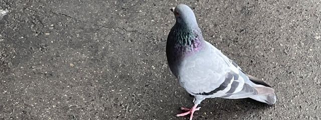 ➕➕さんの壁紙画像