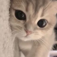 みけさんのアイコン画像