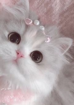˖ . ݁𝜗𝜚. ݁₊ 𝙲𝚘𝚖𝚖𝚎𝚗𝚝 𝙲𝚑𝚊𝚕𝚕𝚎𝚗𝚐𝚎 ໒꒱˚.*