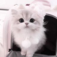 𝓝𝓞𝓐   ‎🤍🎧さんのアイコン画像