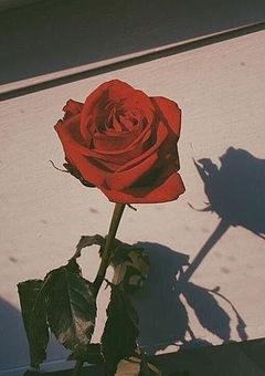 𝗧𝗼𝗴𝗲𝘁𝗵𝗲𝗿