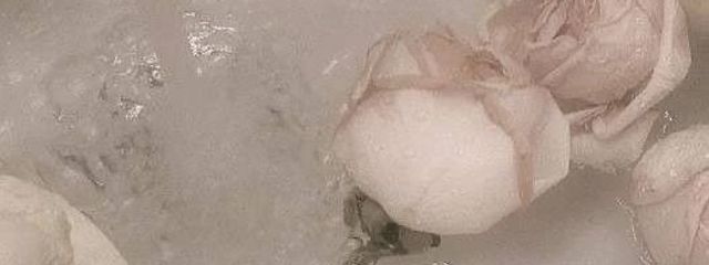 　愛 紫さんの壁紙画像