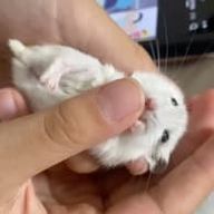 N.A (あいうえお)さんのアイコン画像