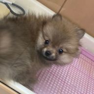 しおんさんのアイコン画像