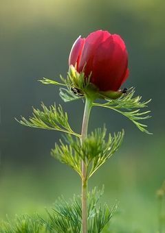 何もかも君と違う私の話。