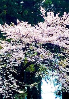 落とした記憶を辿る様に（zmrb多）